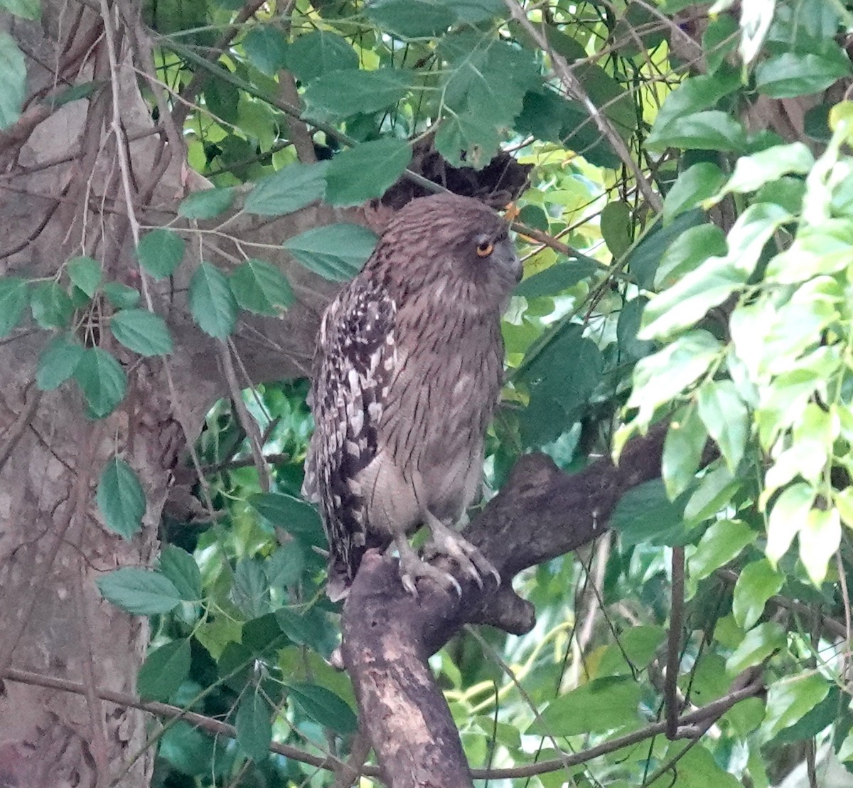 ミナミシマフクロウ - ML646320516