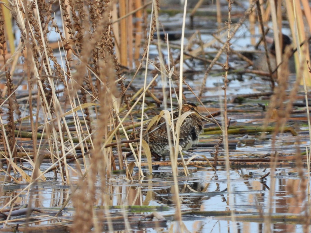 Wilson's Snipe - ML646320527
