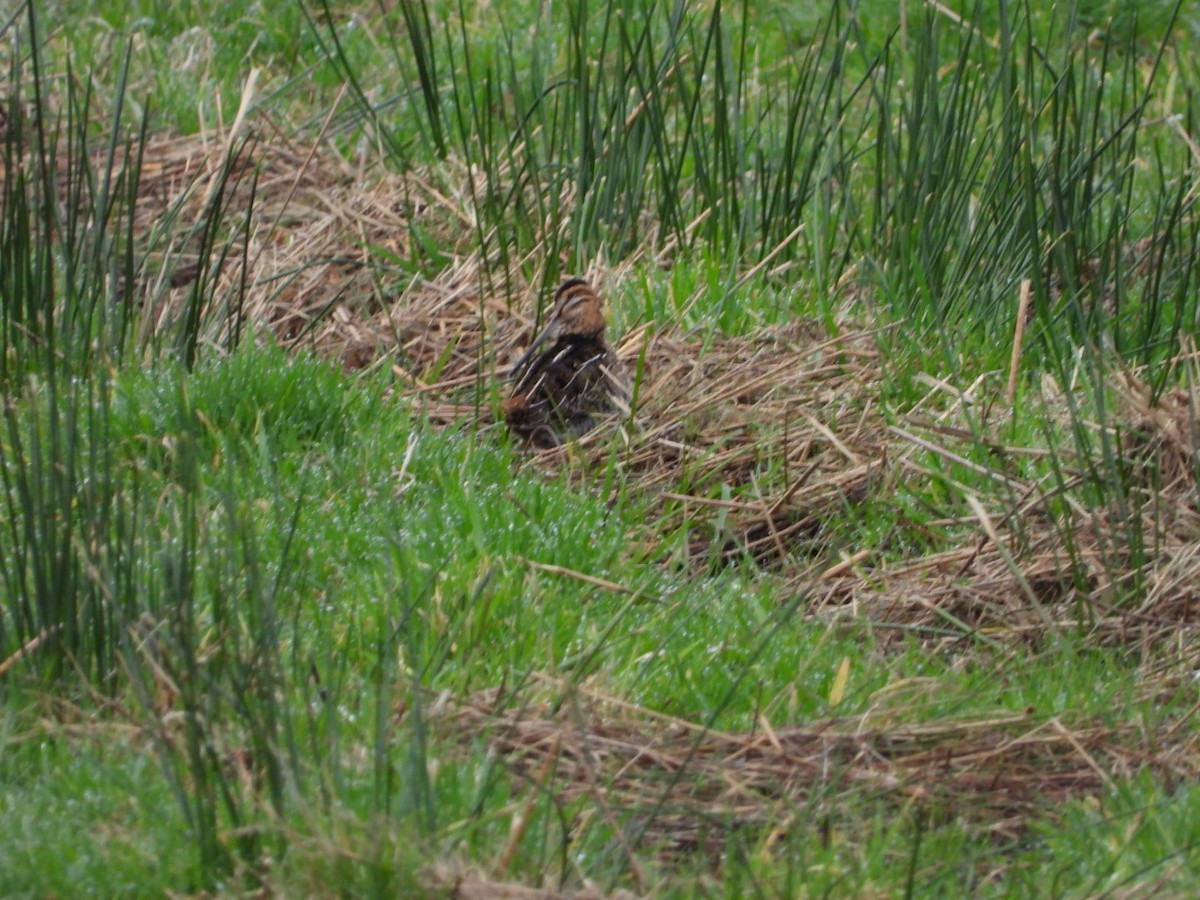 Wilson's Snipe - ML646320528
