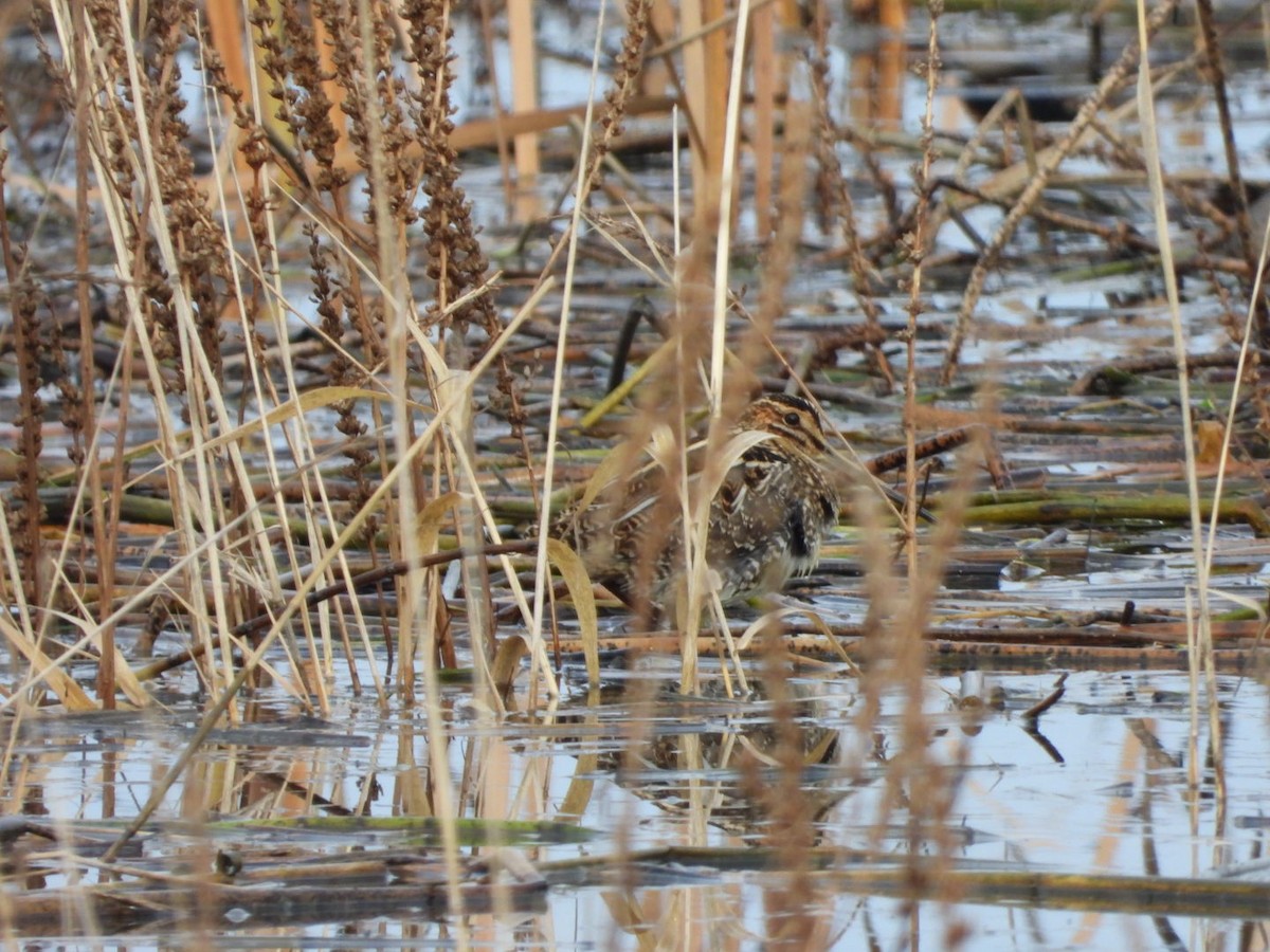 Wilson's Snipe - ML646320529