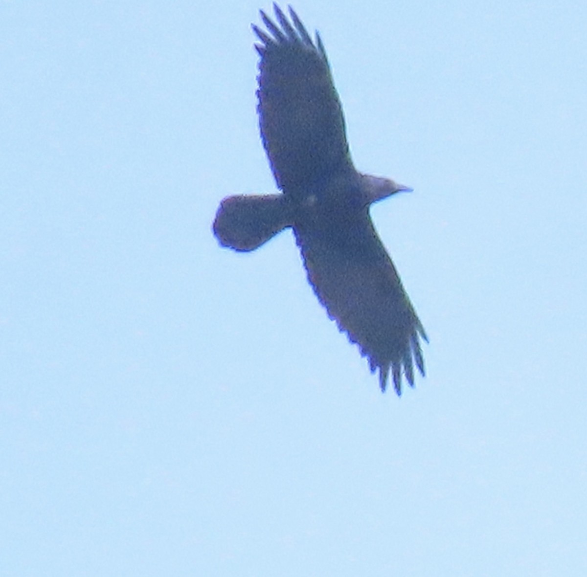 עורב שחור - ML646320532