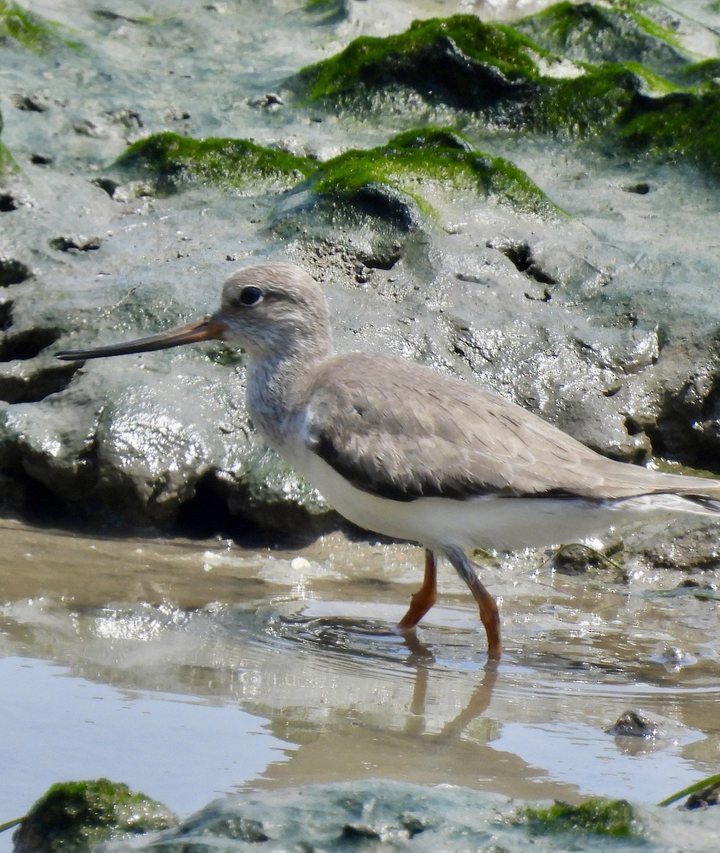 ソリハシシギ - ML646320533