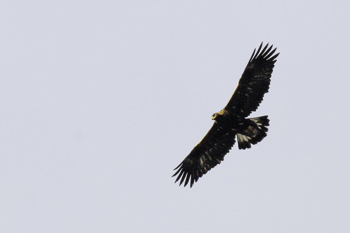 Golden Eagle - ML646320558