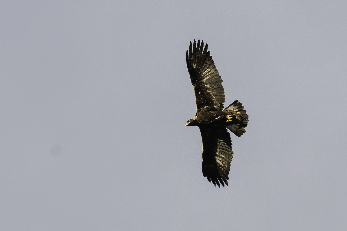 Golden Eagle - ML646320559