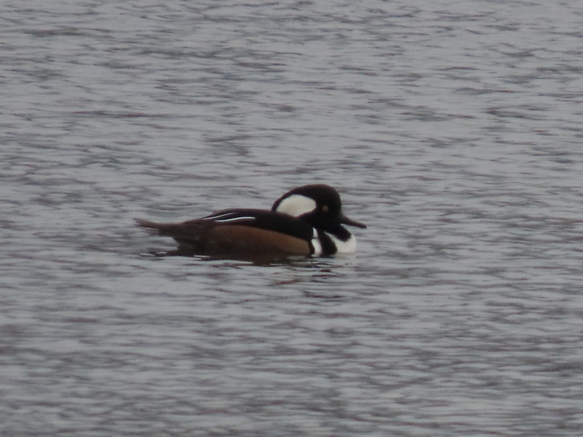Hooded Merganser - ML646320563