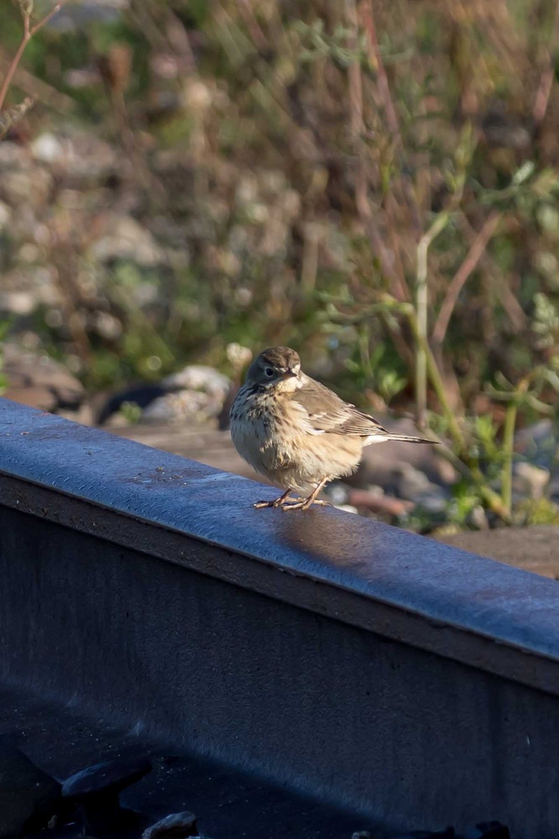 linduška tundrová - ML646320568