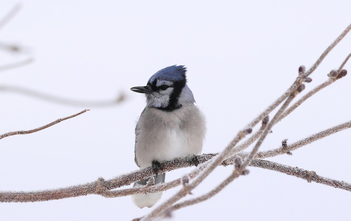 Blue Jay - ML646320569