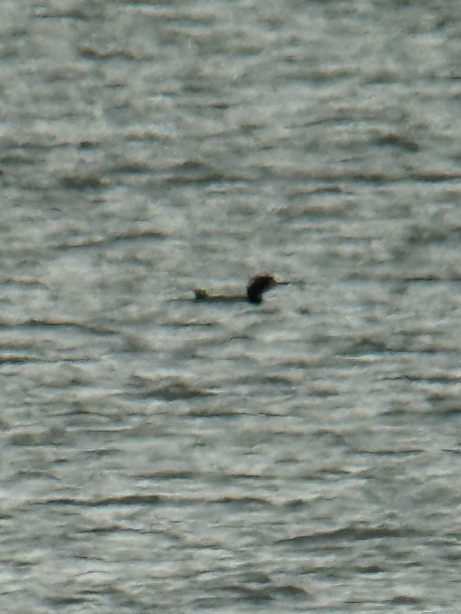 Pacific Loon - ML646320571