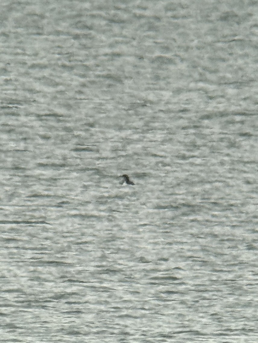 Pacific Loon - ML646320572