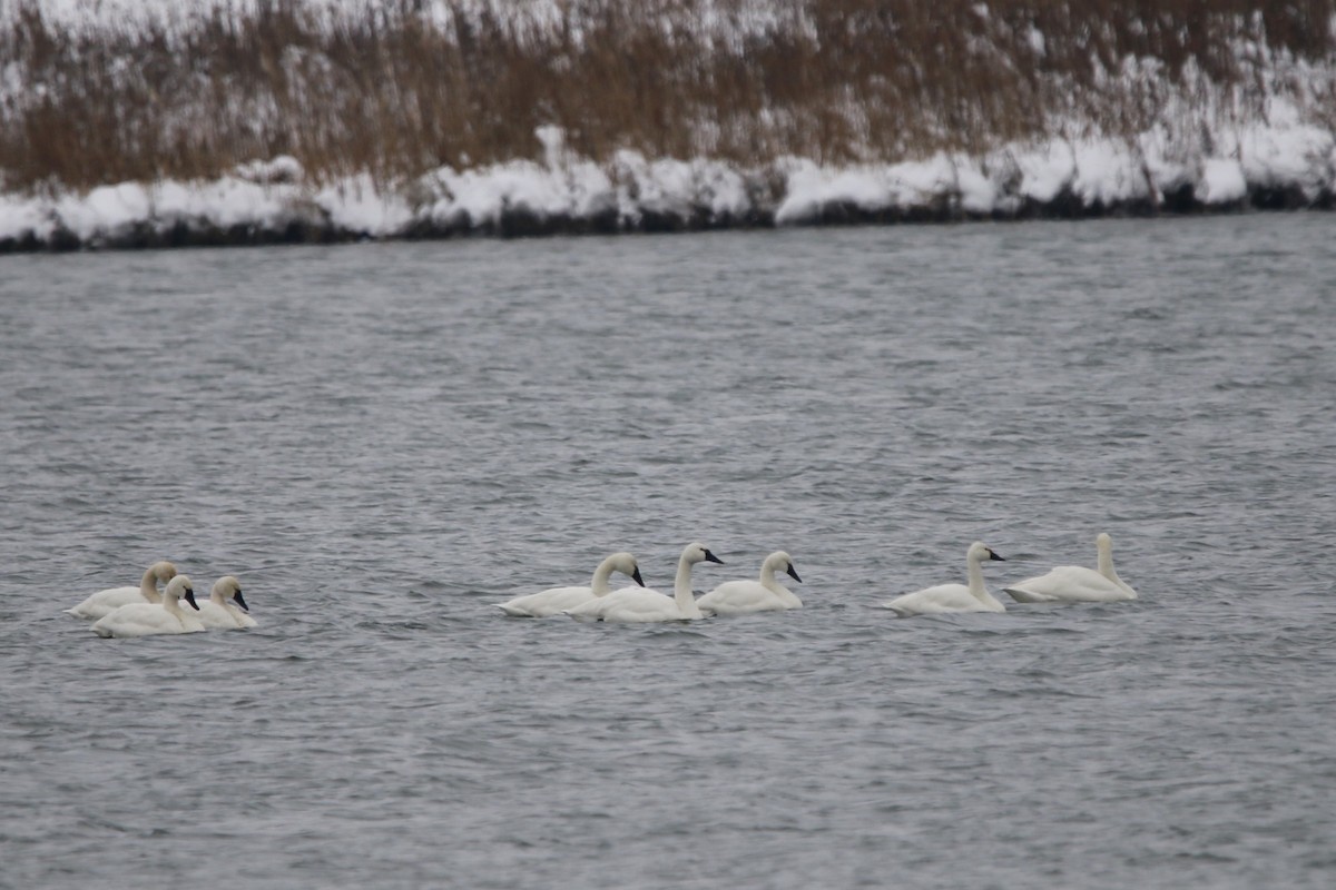 Tundra Swan - ML646320574