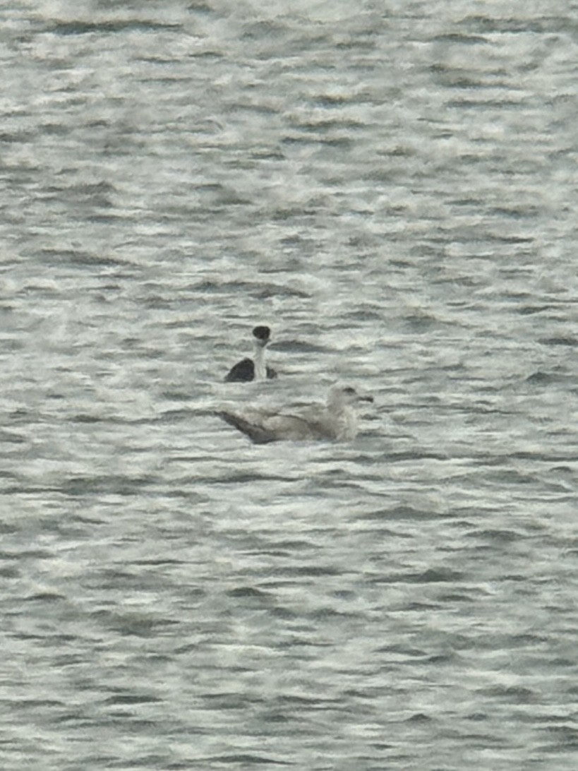 American Herring/Glaucous-winged Gull - ML646320575