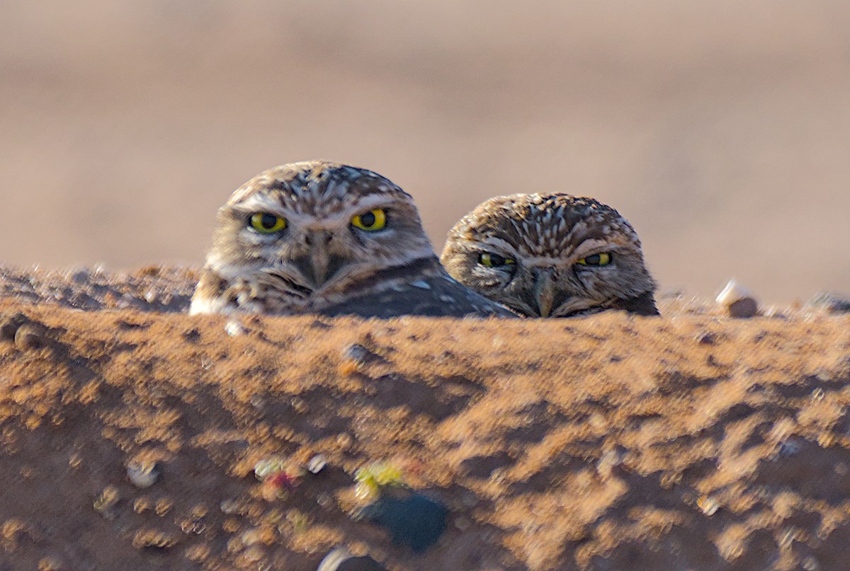 Yer Kukumavı - ML646320576