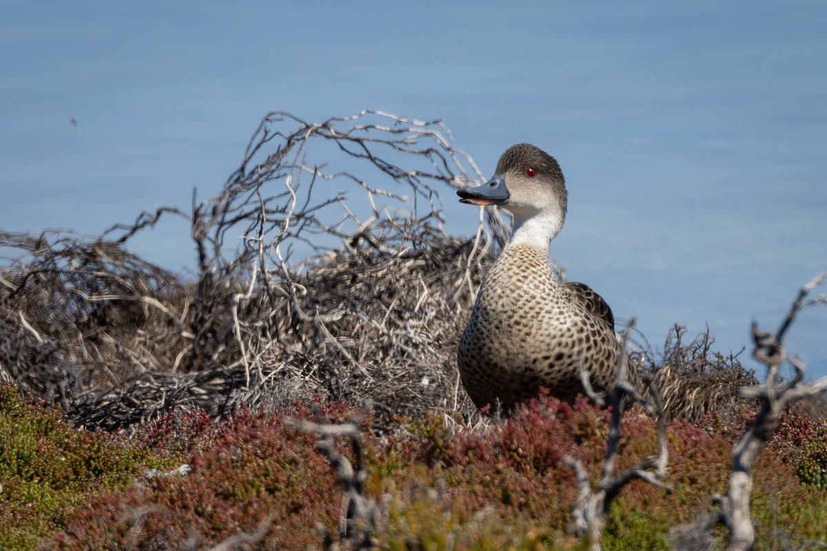 Gray Teal - ML646320580