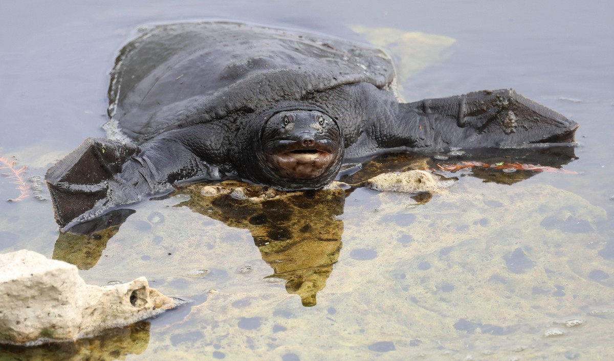 珍珠鱉 - ML646320583