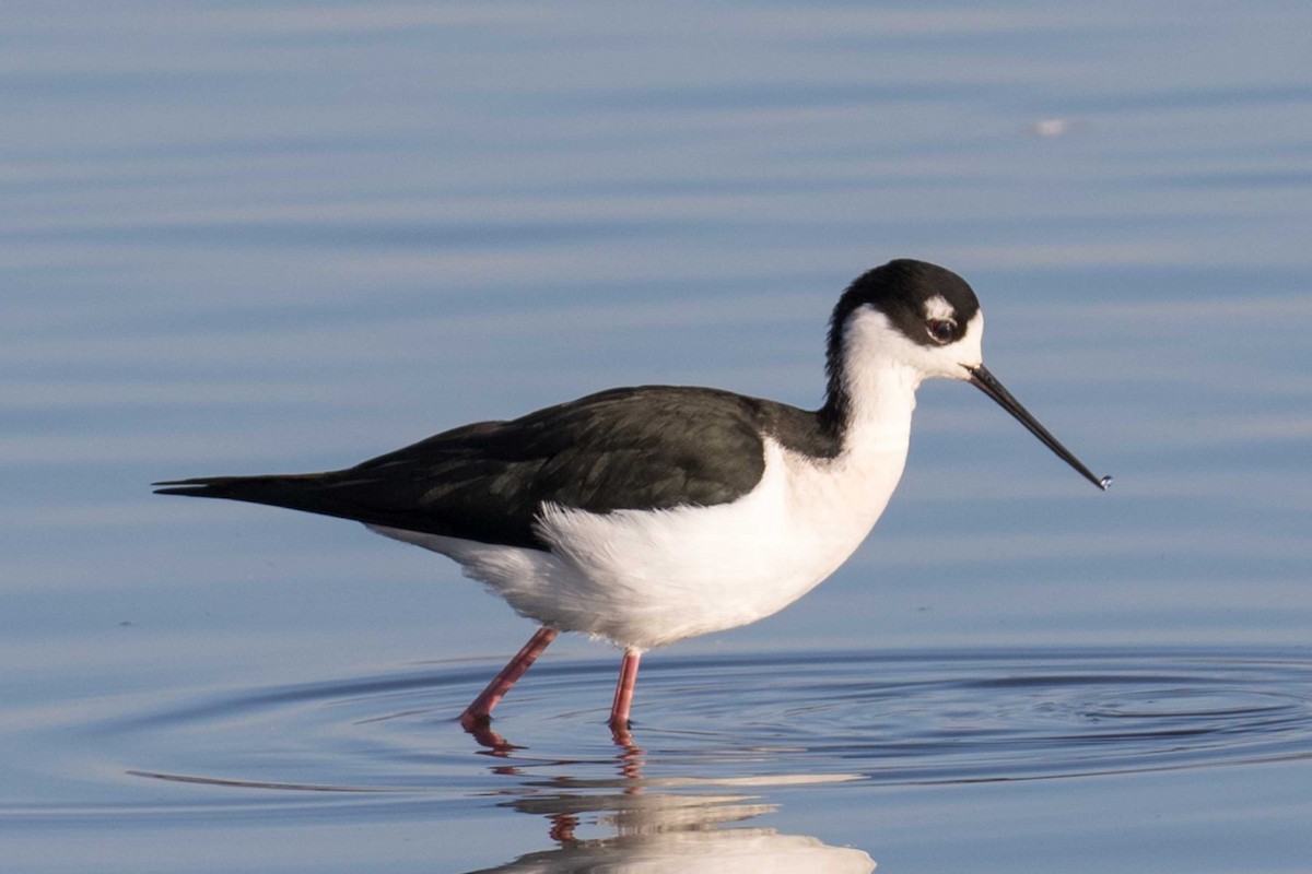 pisila černokrká - ML646320585