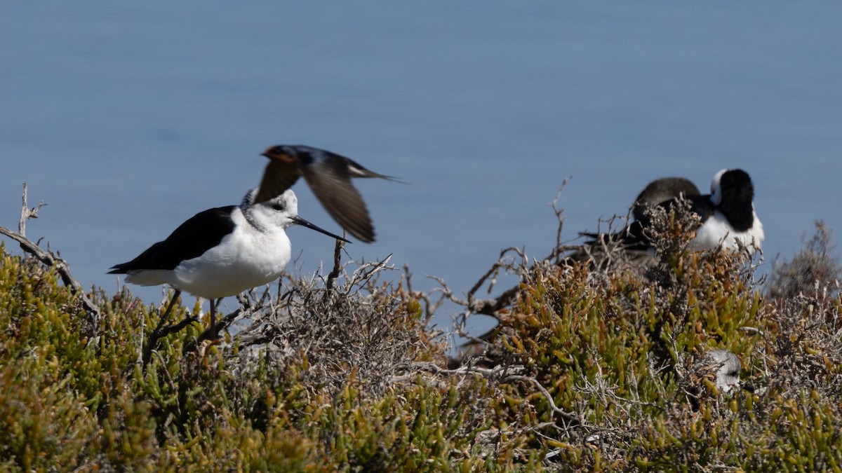 Welcome Swallow - ML646320588