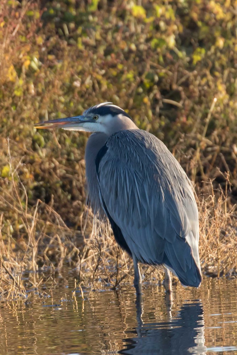 volavka velká - ML646320590