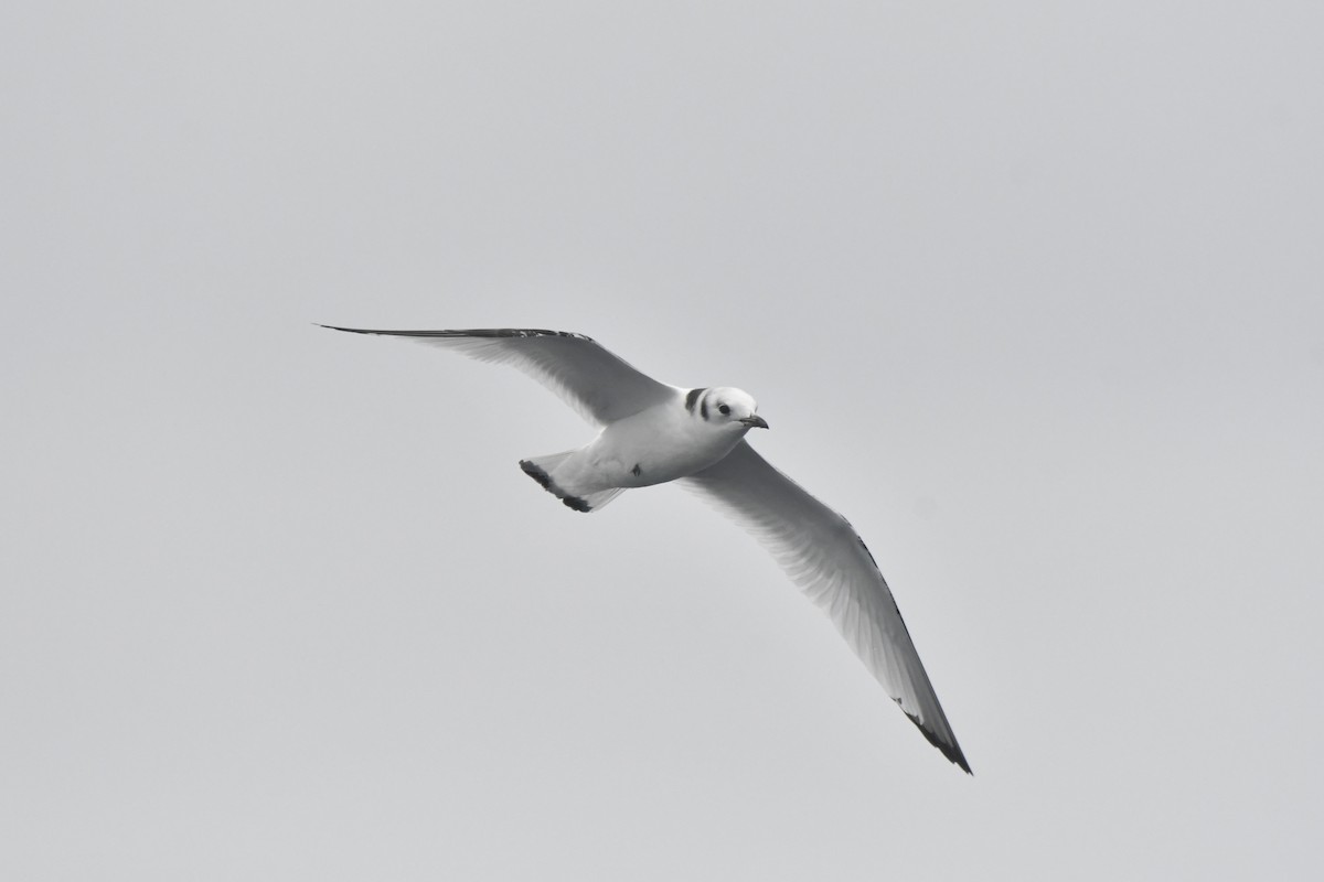 Моевка - ML646320591