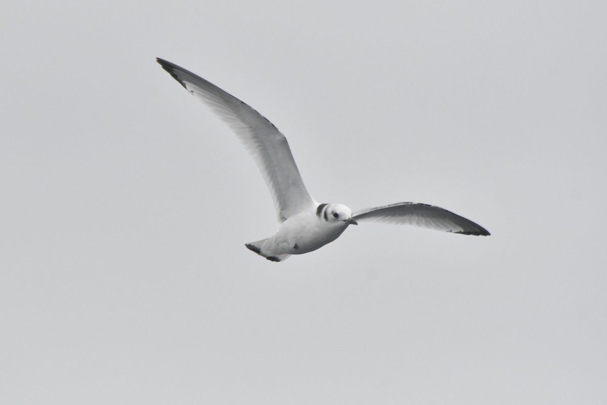 Моевка - ML646320592