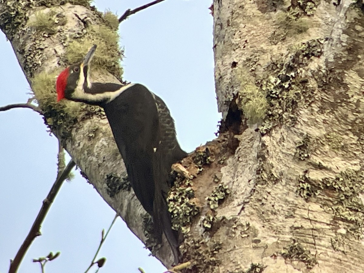 Pileated Woodpecker - ML646320596