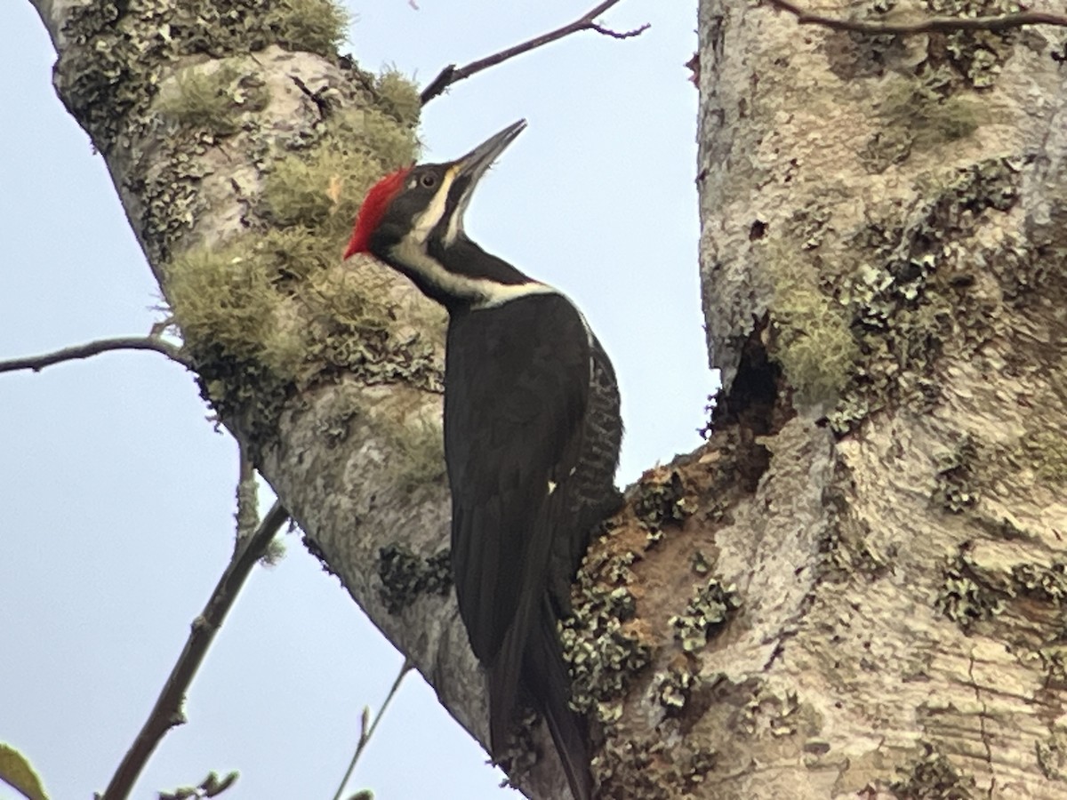 Pileated Woodpecker - ML646320597