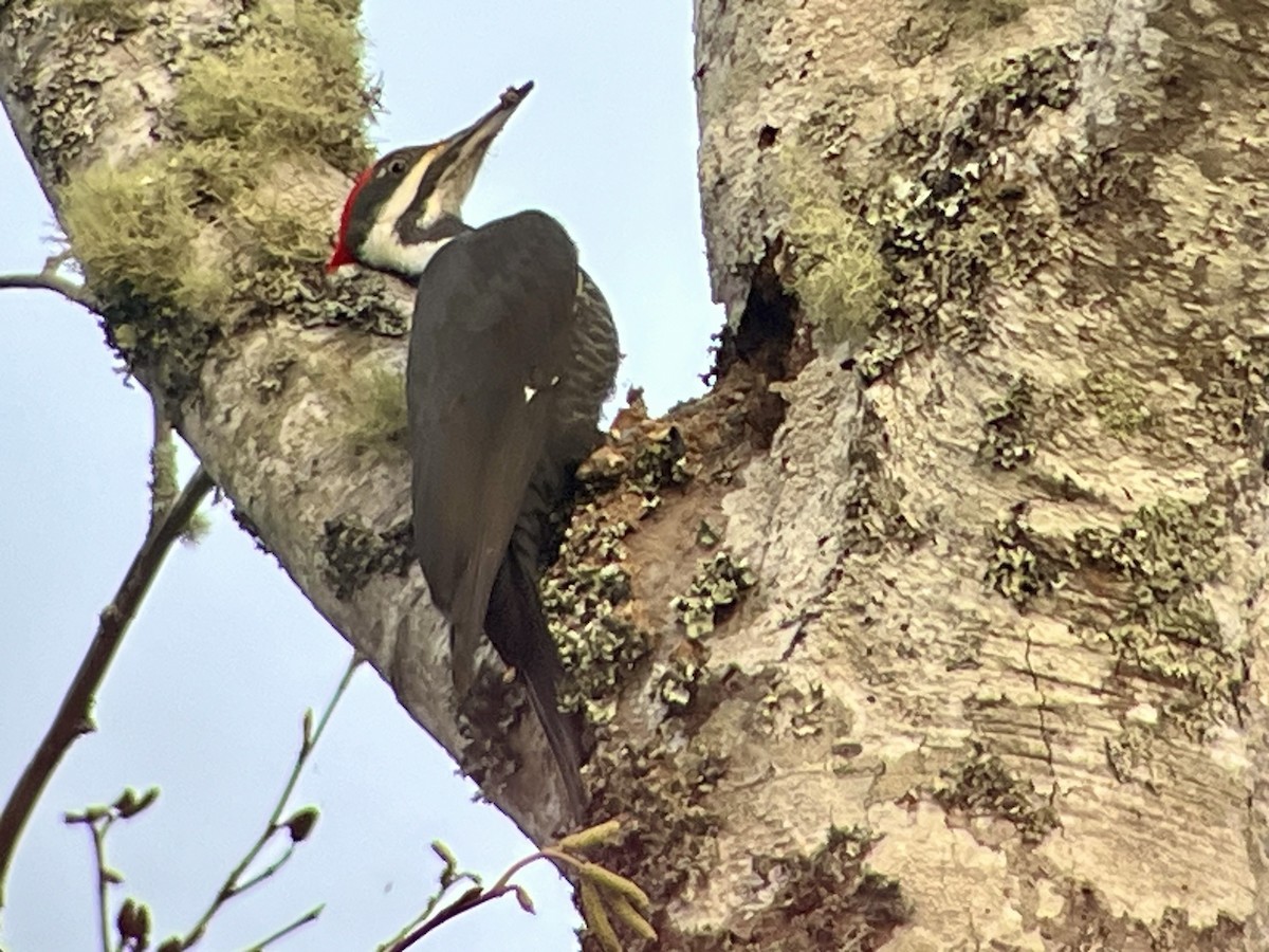 Pileated Woodpecker - ML646320598