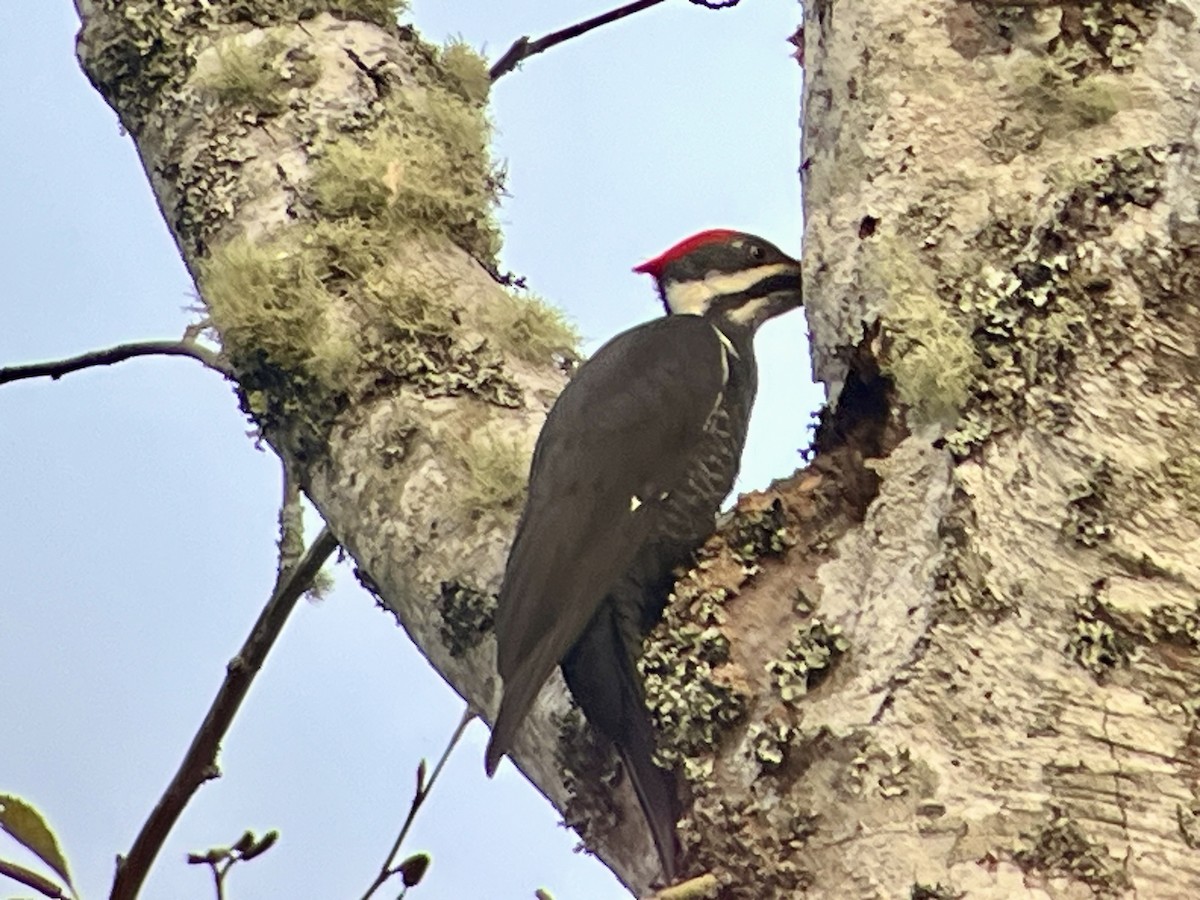 Pileated Woodpecker - ML646320599