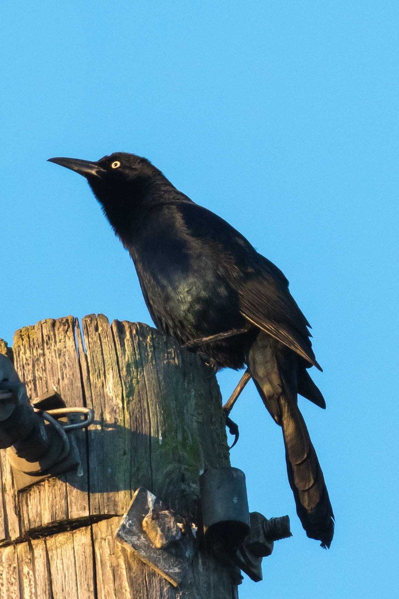 vlhovec velkoocasý - ML646320602