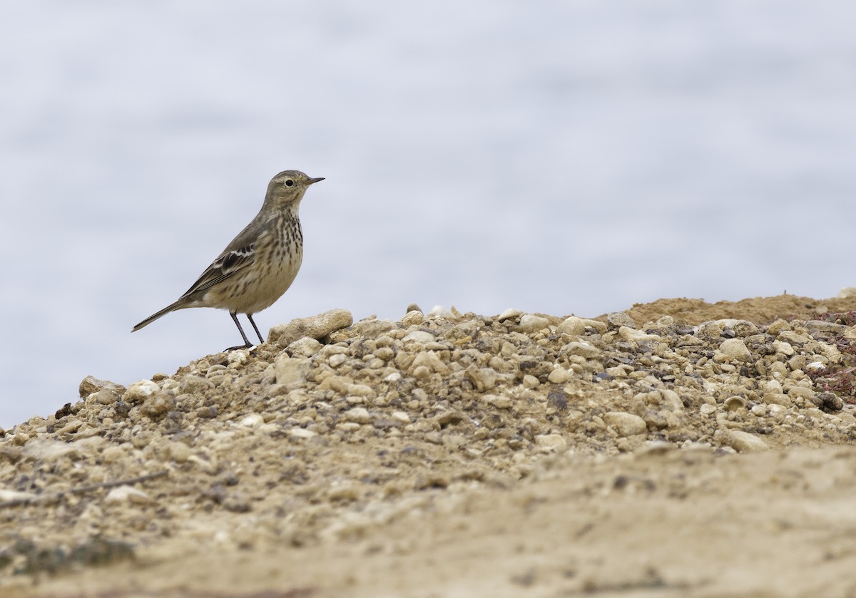 American Pipit - ML646320603