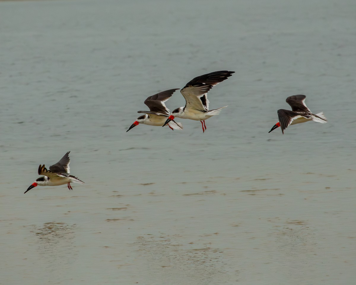 Black Skimmer - ML646320604