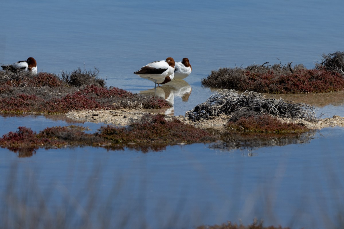 Red-necked Avocet - ML646320608