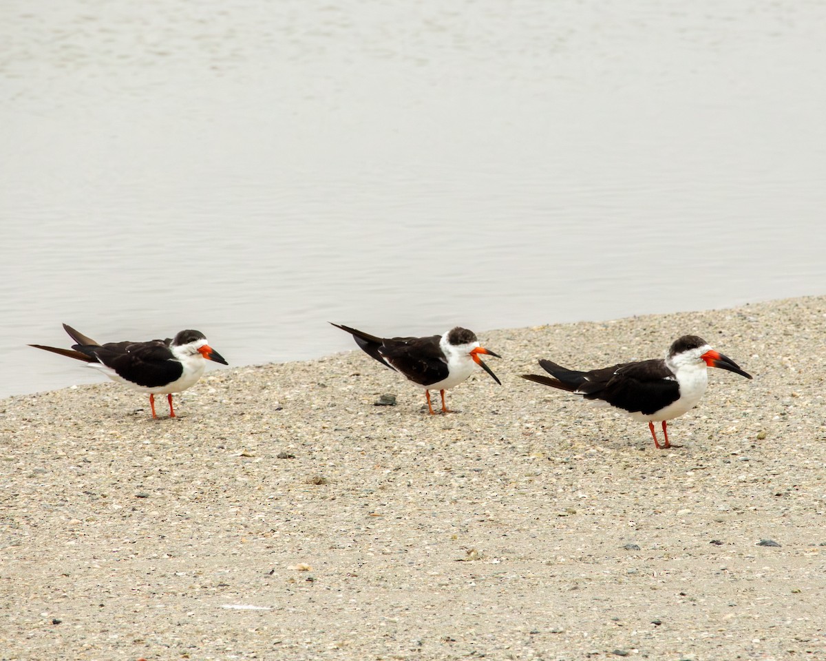 Black Skimmer - ML646320609
