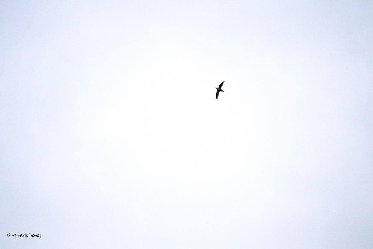 Chimney Swift - ML64632061