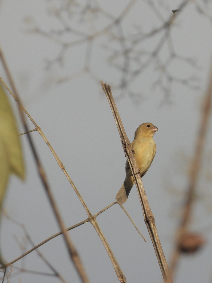 Variable Seedeater - ML646320610