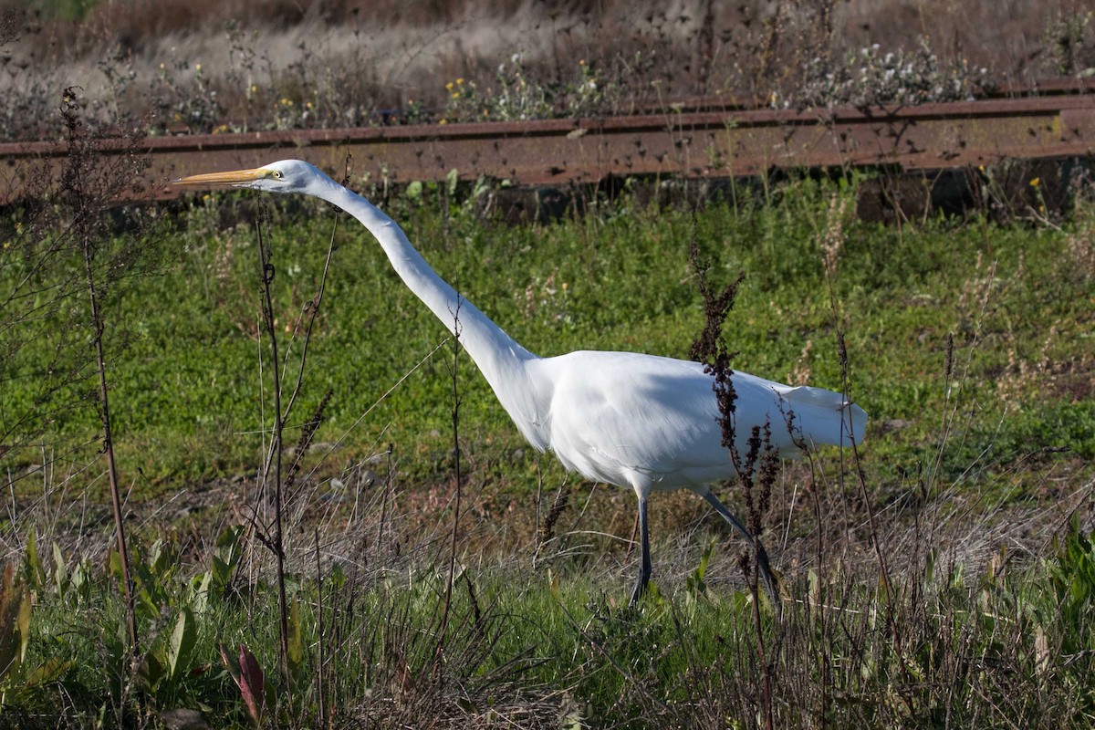 לבנית גדולה - ML646320611