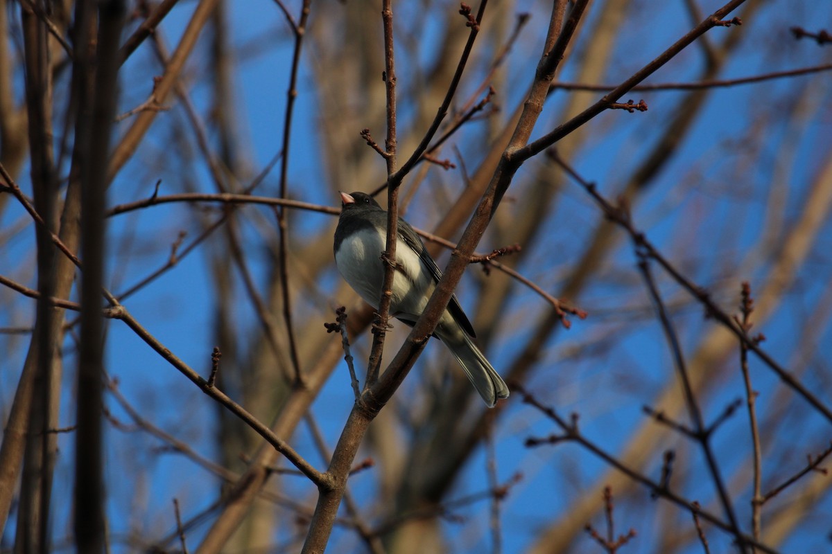 יונקו כהה-עין - ML646320612