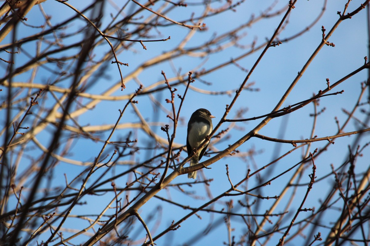 יונקו כהה-עין - ML646320613
