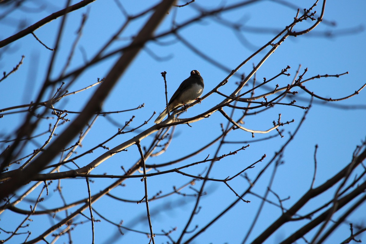יונקו כהה-עין - ML646320614