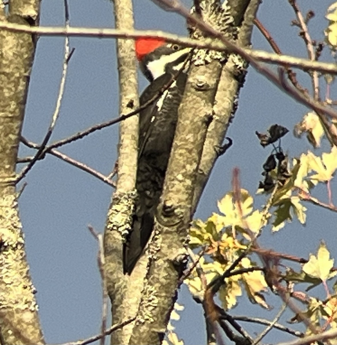 Pileated Woodpecker - ML646320615