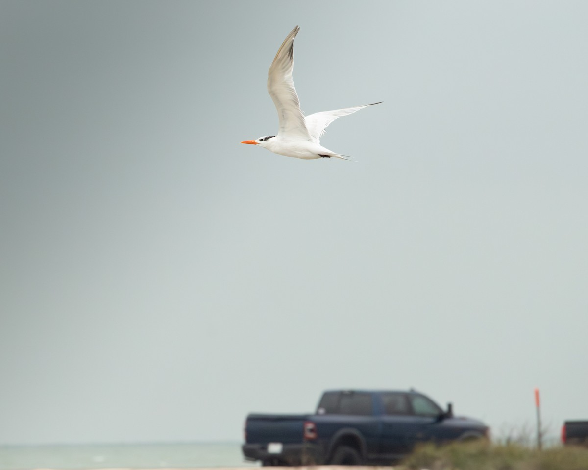 שחפית גדולה - ML646320616