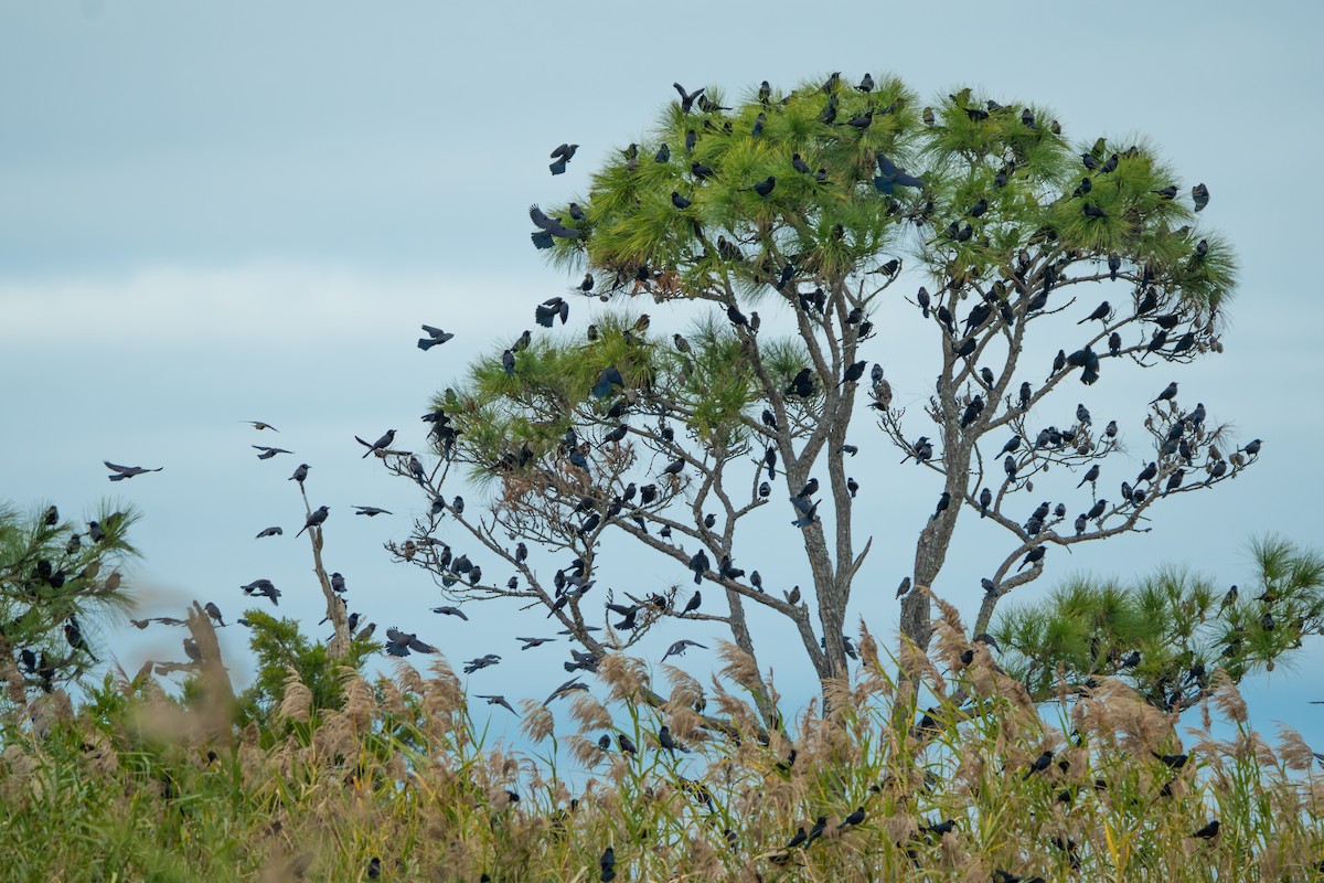 Common Grackle - ML646320617