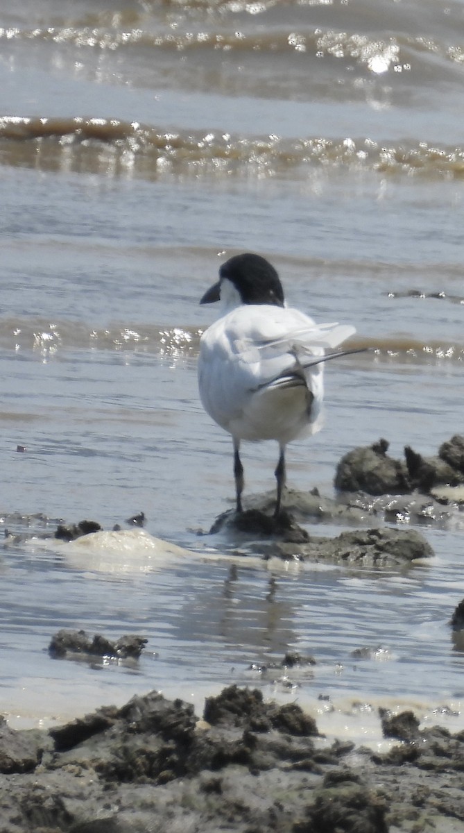 Australian Tern - ML646320618