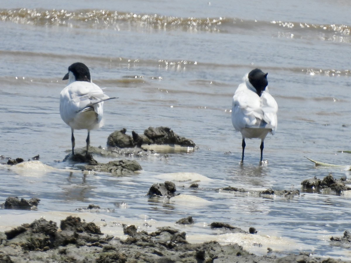 Australian Tern - ML646320619