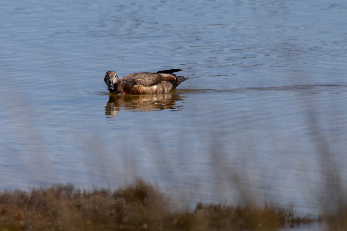 קזרקה אוסטרלית - ML646320620