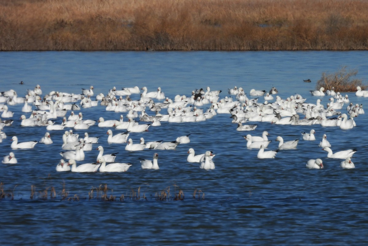 אווז שלג - ML646320621