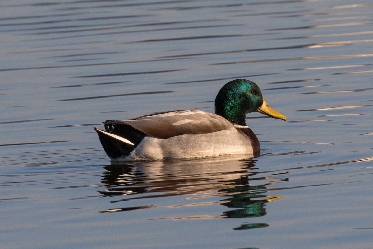 ברכיה - ML646320623