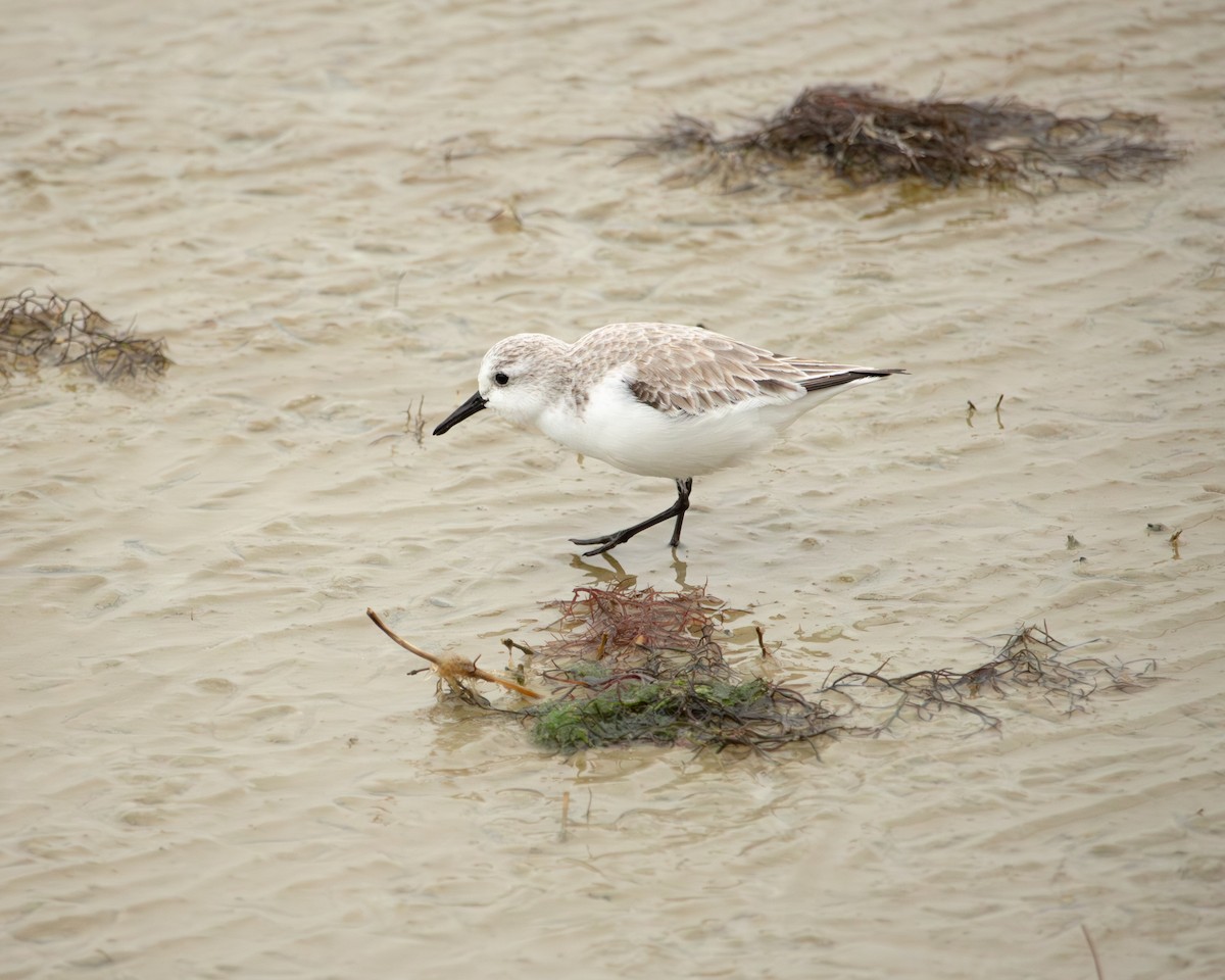 חופית לבנה - ML646320624