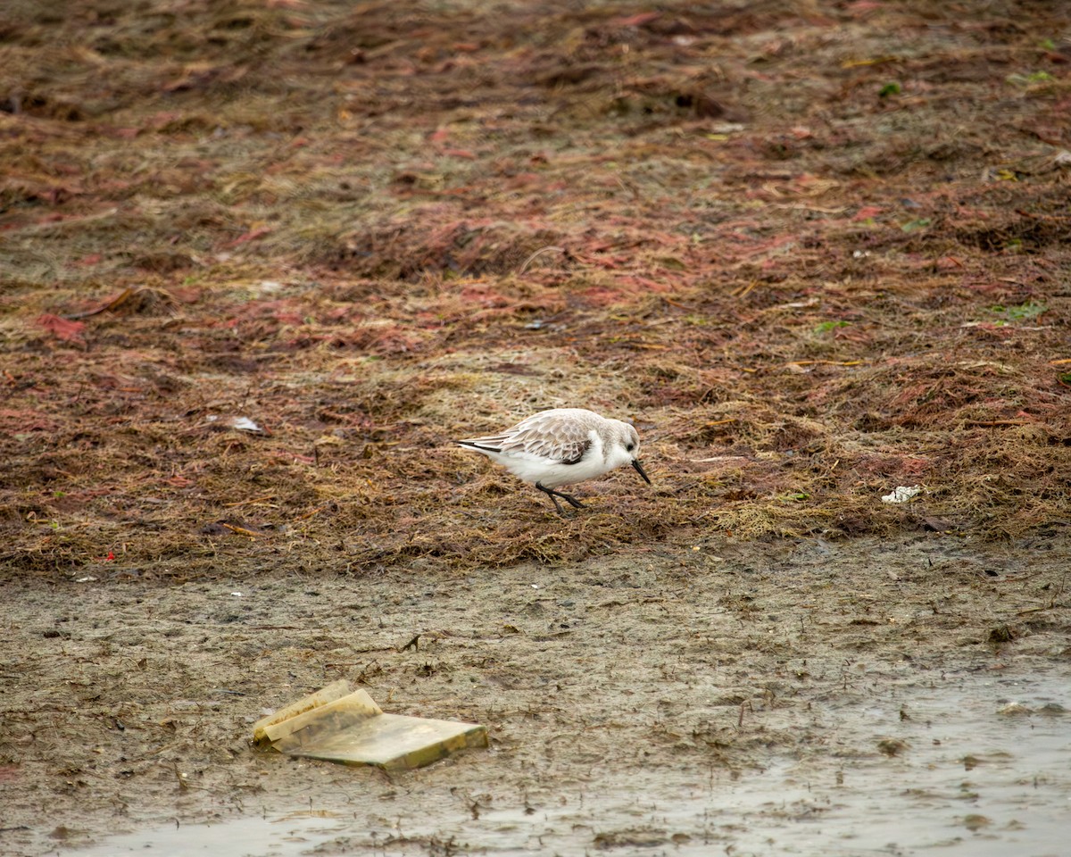 חופית לבנה - ML646320625