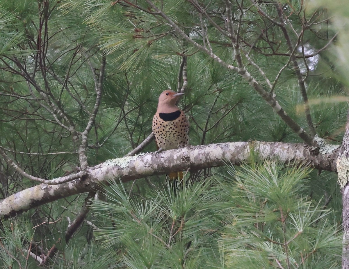 Northern Flicker (Yellow-shafted) - ML646320626