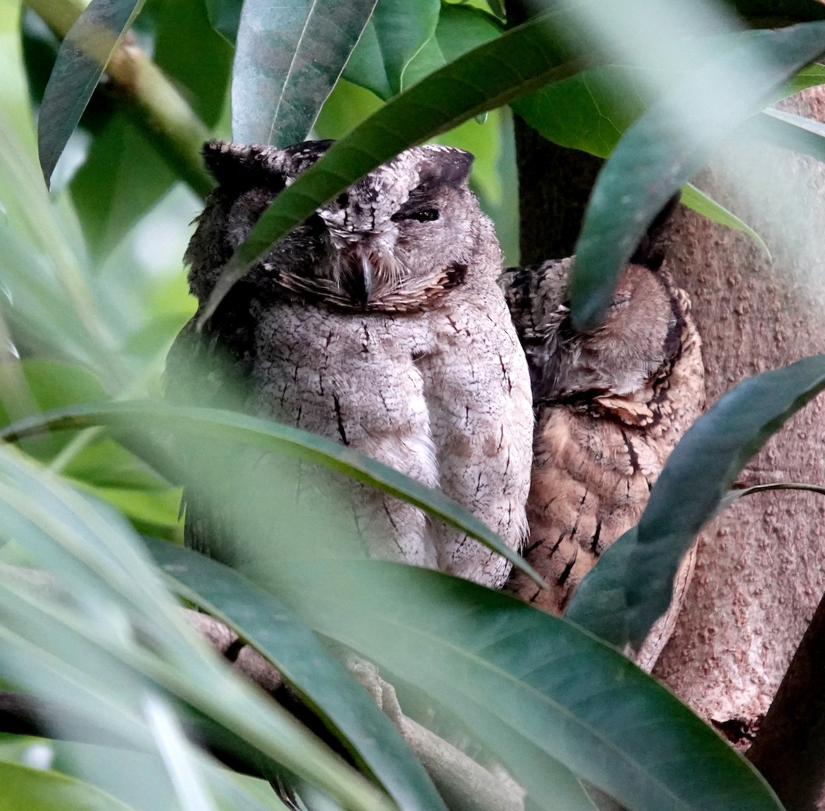 Indian Scops-Owl - ML646320627